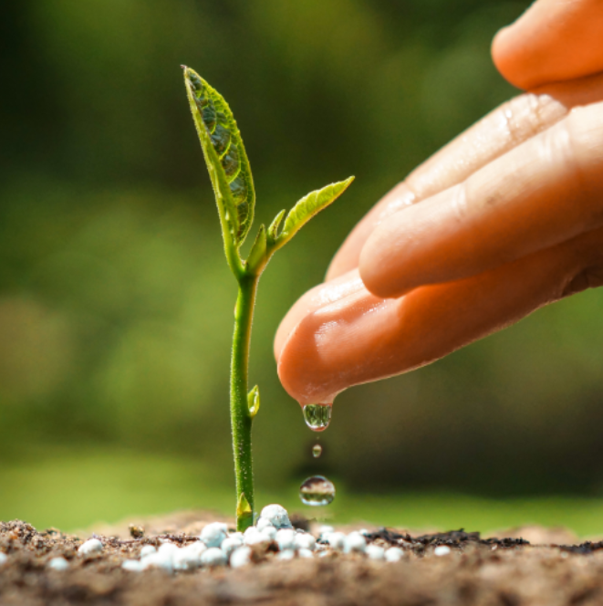  A growing plant with hand watering it